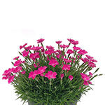 Dianthus, How to Grow, How to Plant, How to Maintain