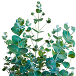 Eucalyptus menu