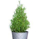 Lavender cone menu