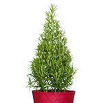 Rosemary menu